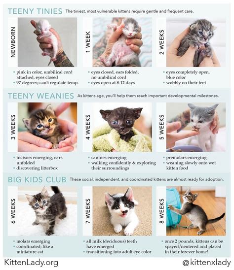 What Is The Neonatal Kitten Age?