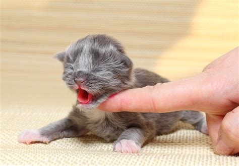 Neonatal Kitten Constipation: Causes, Symptoms, And Treatment Options