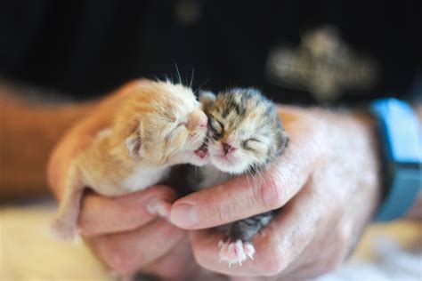 Becoming A Neonatal Kitten Foster: All You Need To Know In 2023