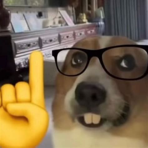 nerd dog with glasses meme