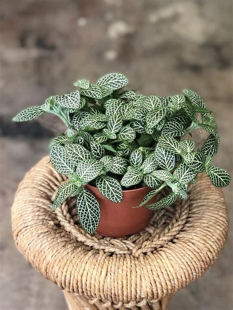 The Amazing Nerve Plant: A Low Maintenance Houseplant