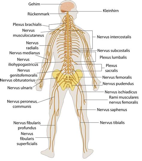 nervensystem