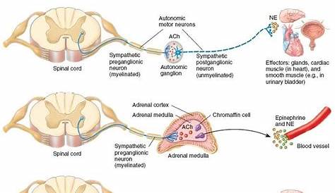 Central Nervous System Diagram Chart Cranial nerve mnemonics to