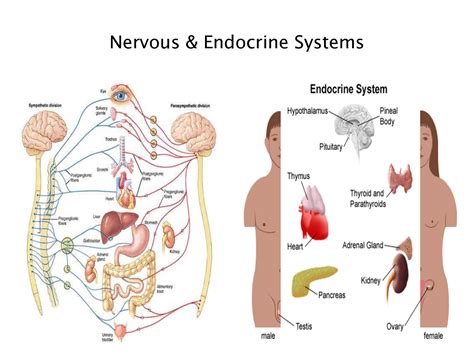 nervous system and endocrine system