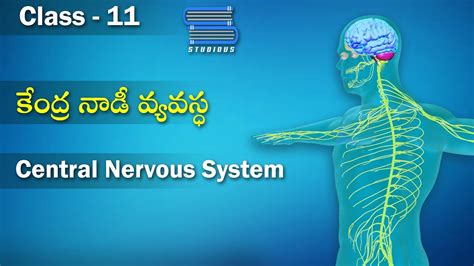 nervous system in telugu