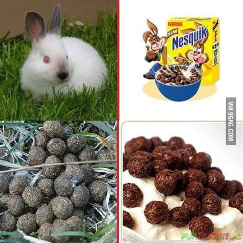 nesquik rabbit poop