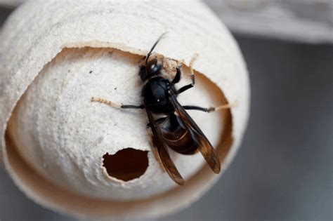 nest aziatische hoornaar herkennen