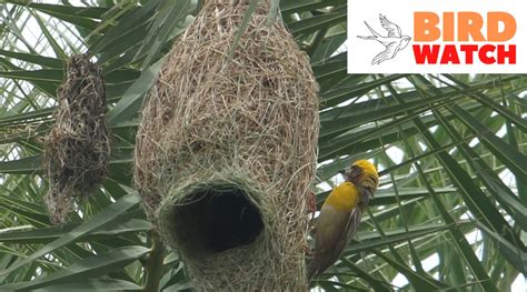 nest meaning in tamil