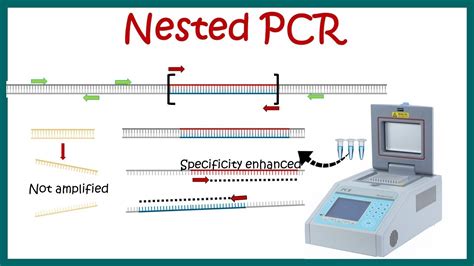 nested-pcr