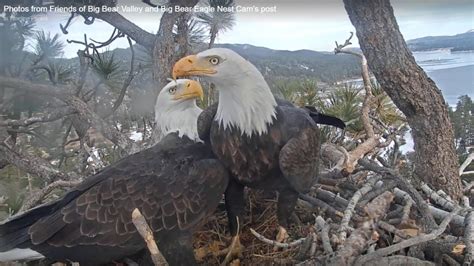 nesting bald eagles big bear