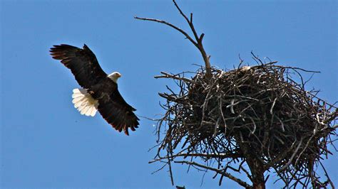 nesting bald eagles nj