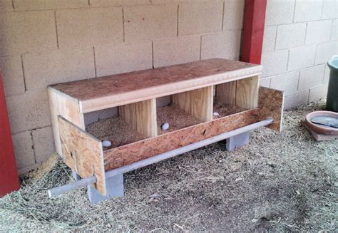 Nesting Boxes In Chicken