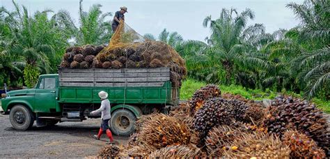 nestle and palm oil
