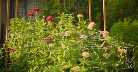 netting for flower support