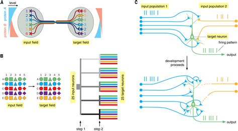 Neural Network Circuit