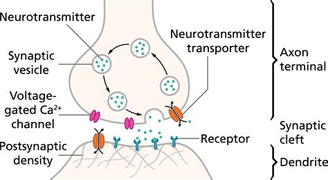 Neural Transmission Examples