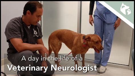 neurology veterinarian near me