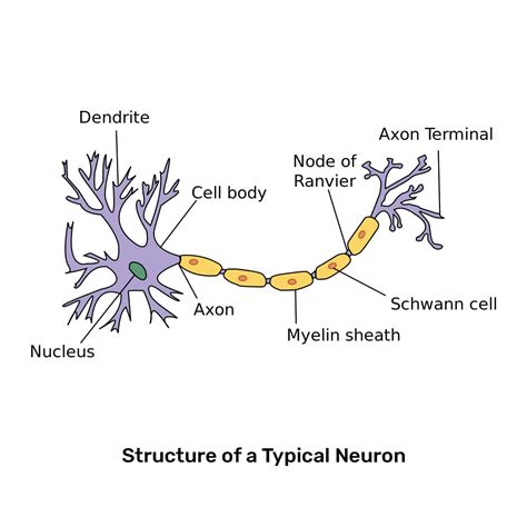 neuron definition medical