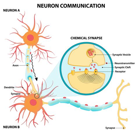 neurons communicate with each other by