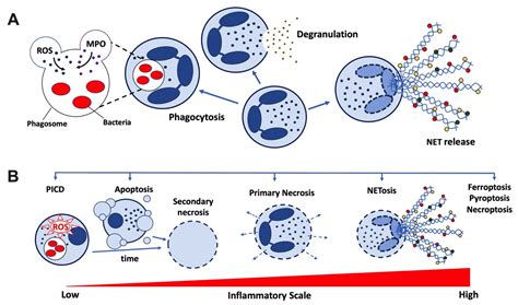 Neutrophil Functions Image