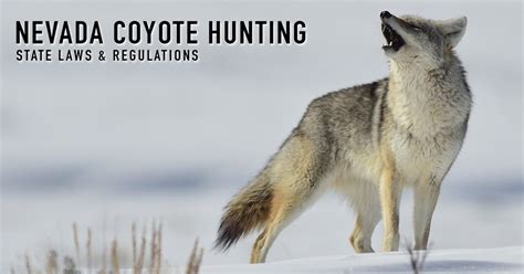 nevada coyote hunting guides