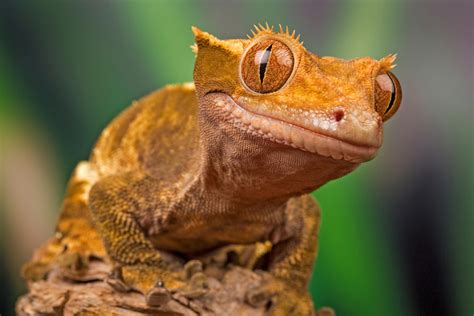 new caledonia geckos