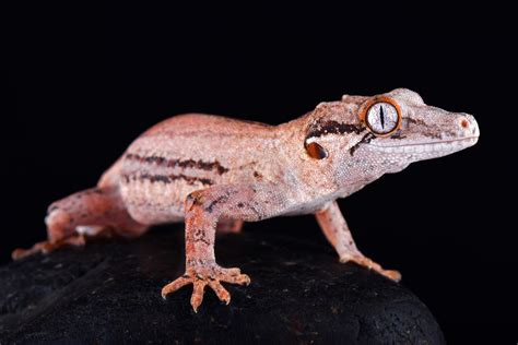 new caledonian gecko species