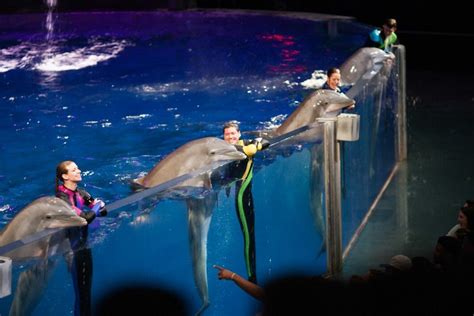 new england aquarium dolphin show