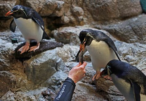 new england aquarium penguin cam