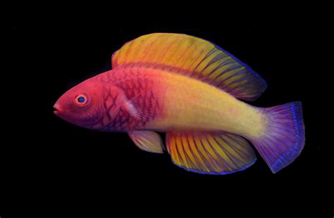 new fish species discovered 2022