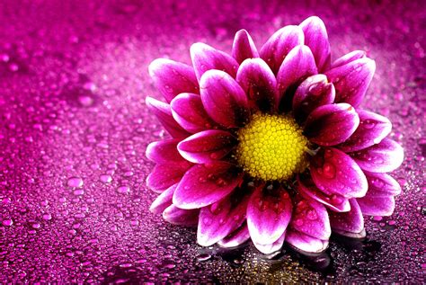 New Flower Hd