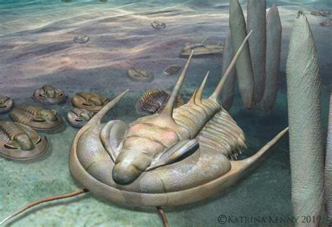 new fossil found in australia