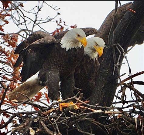 new jersey eagles nest live