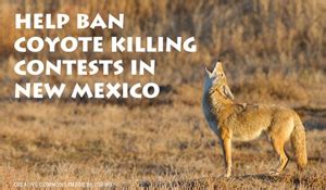 new mexico laws on killing coyotes