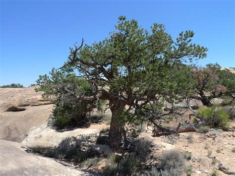 new mexico pine tree species
