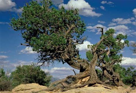 new mexico state tree care