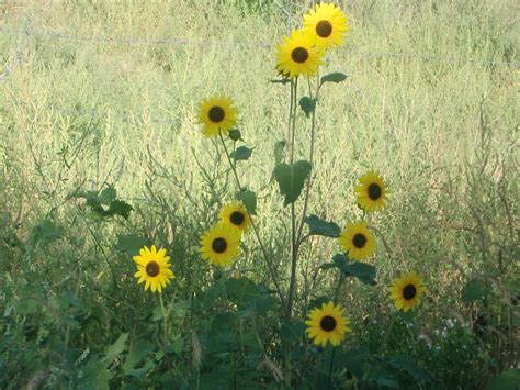 new mexico sunflower plants