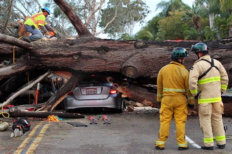 new news on the tree that fell