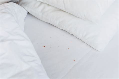 New Sheets Bed Bugs