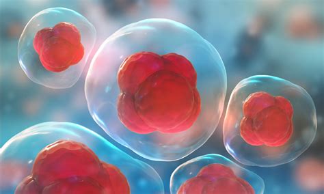 new stem cell news