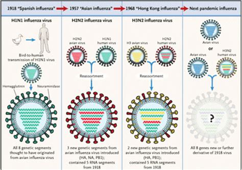 new strain of influenza