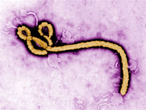 new virus from africa like ebola