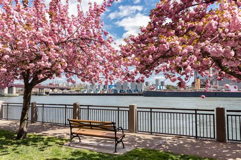 new york cherry blossom season 2024