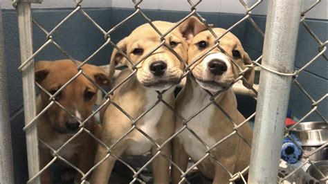 new york falls animal shelter adoption