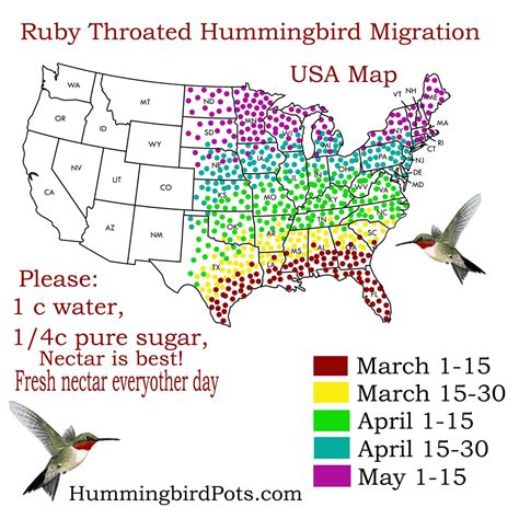 new york hummingbirds map