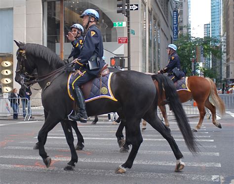 new york police horses