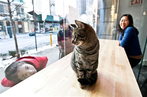 new york times cat cafe