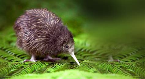 new zealand kiwi bird diet