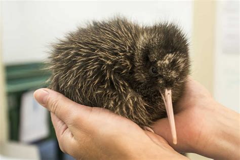 new zealand kiwi bird facts