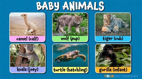 Newborn Animals Names